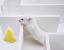 mouse in maze hunting cheese